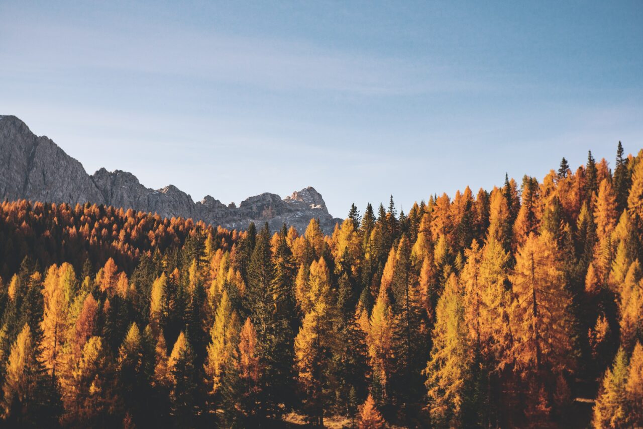 Image of trees with autumn colors with majestic mountains in the distance